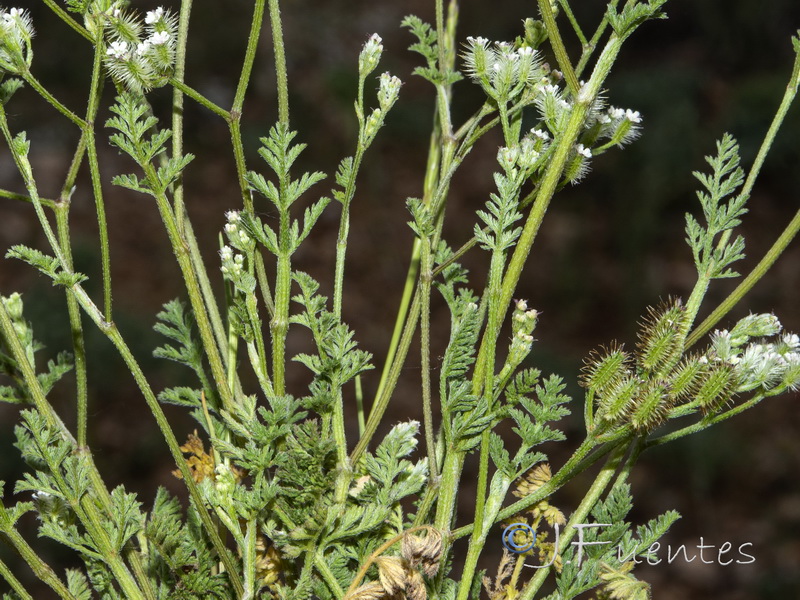 Torilis leptophylla.02