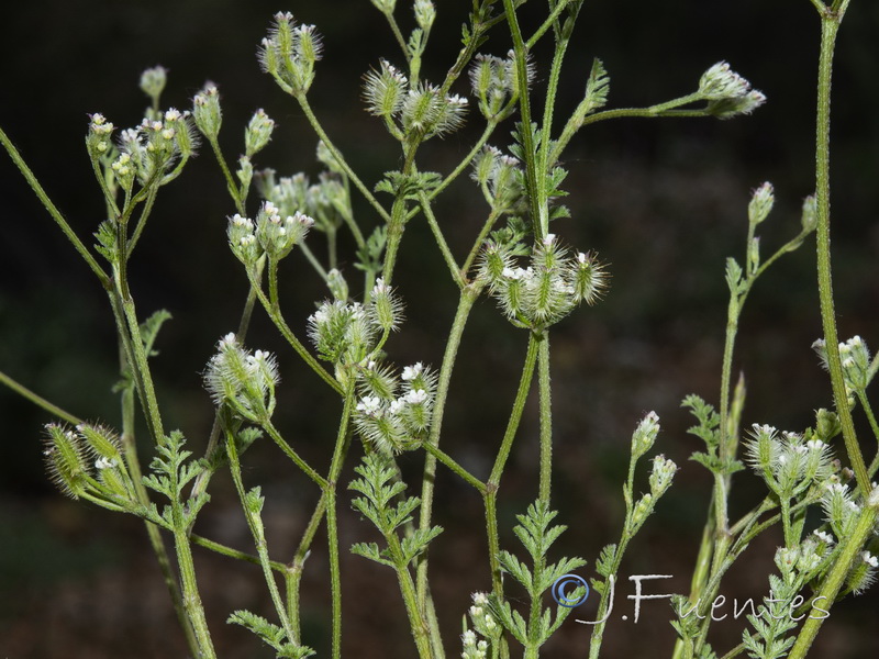 Torilis leptophylla.03