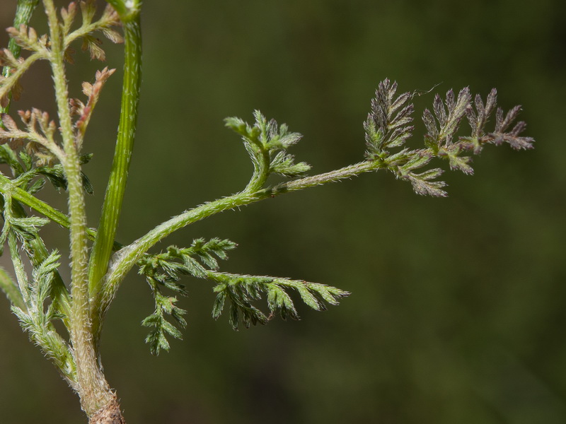 Torilis leptophylla.07