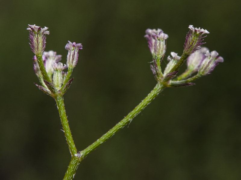 Torilis leptophylla.10
