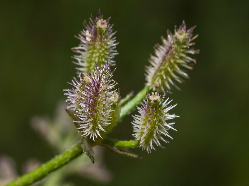 Torilis leptophylla.12