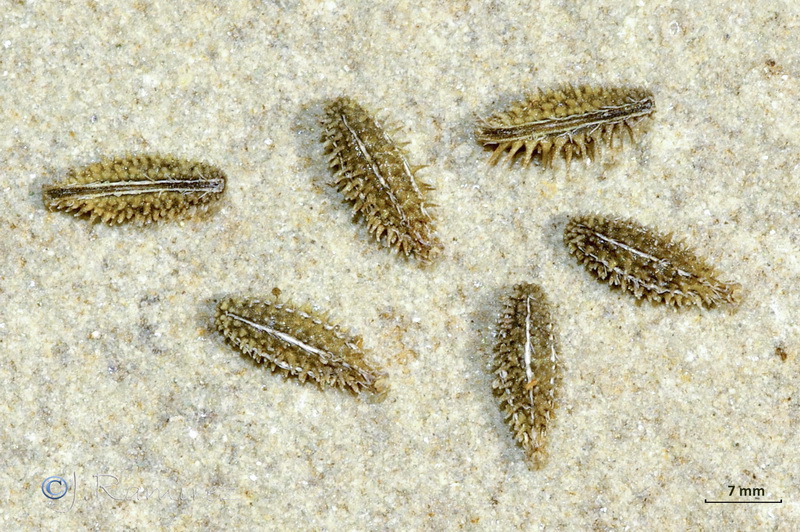 Torilis leptophylla.14