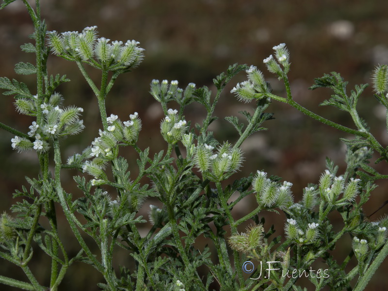 Torilis leptophylla.16