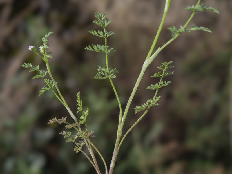 Torilis leptophylla.18