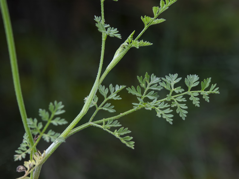 Torilis leptophylla.19