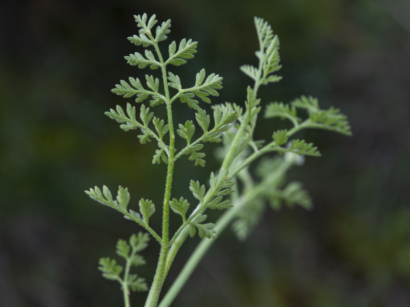 Torilis leptophylla.20