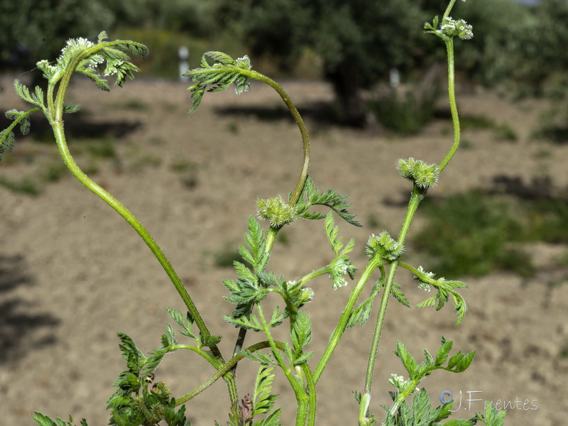 Torilis nodosa.01