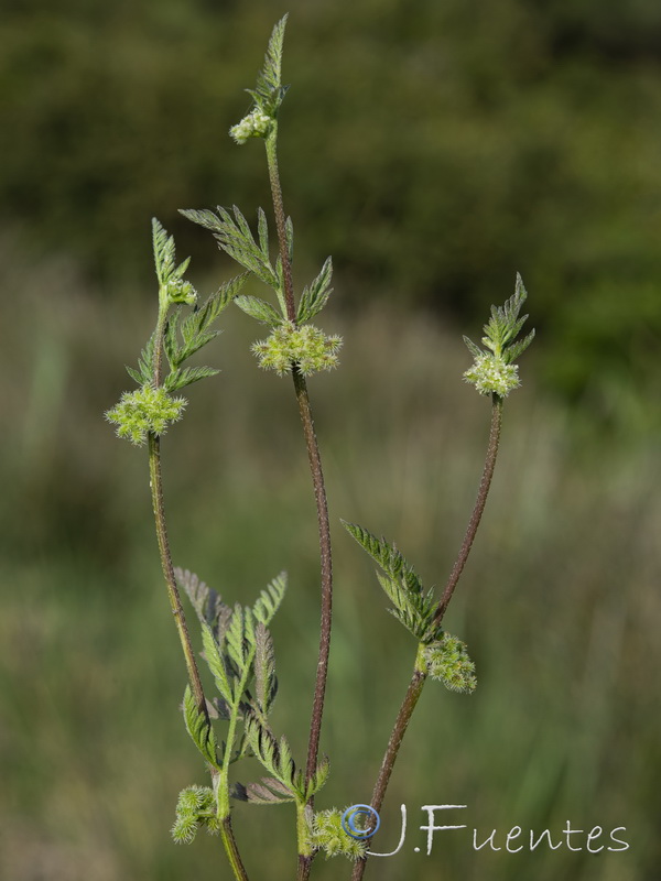 Torilis pseudonodosa.10