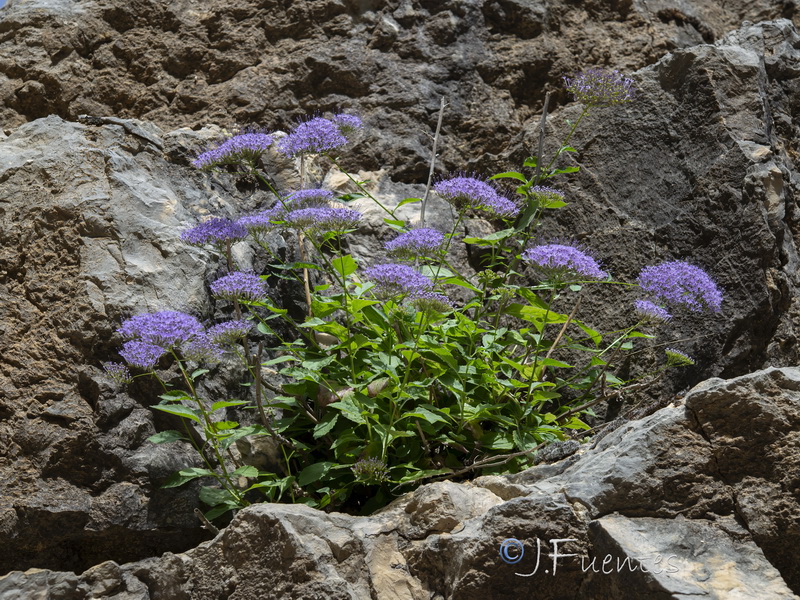 Trachelium caeruleum caeruleum.18