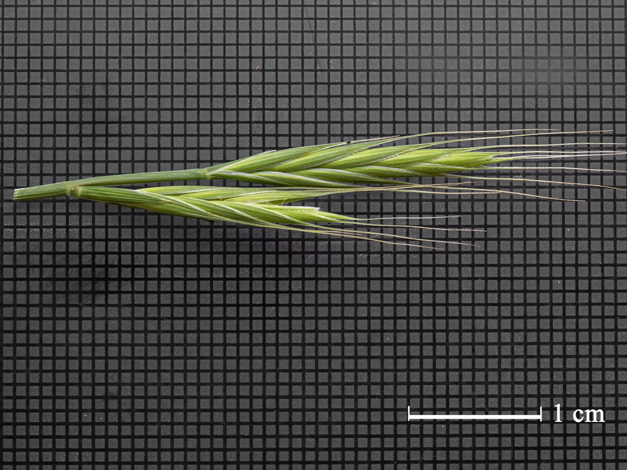 Brachypodium distachyon.00