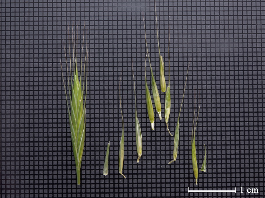 Brachypodium distachyon.000
