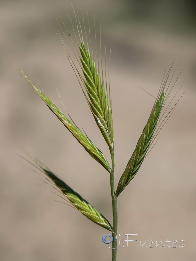 Brachypodium distachyon.02b
