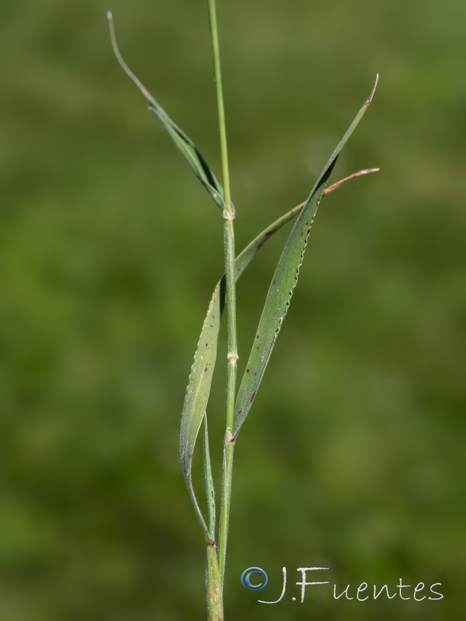 Brachypodium distachyon.05