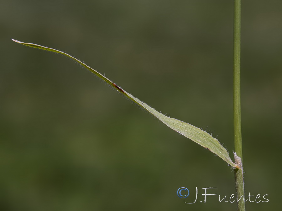 Brachypodium distachyon.06