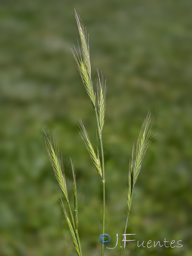 Brachypodium distachyon.07