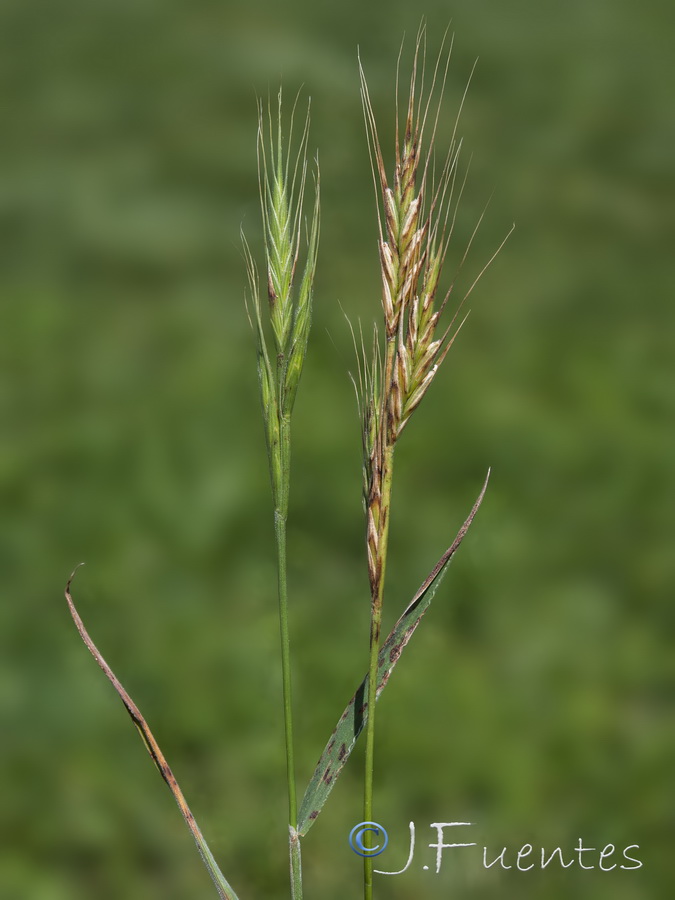 Brachypodium distachyon.09