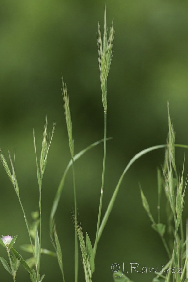 Brachypodium distachyon.10b