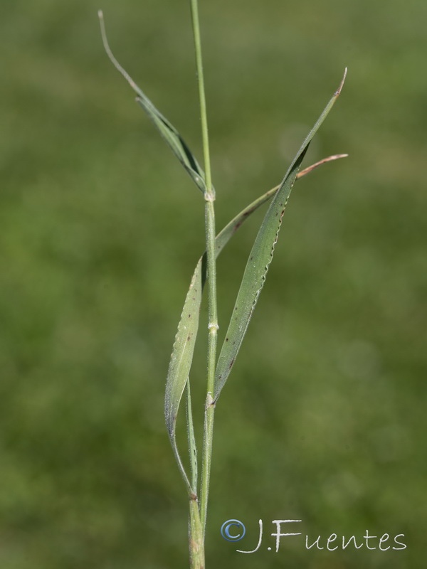 Trachynia distachya.05