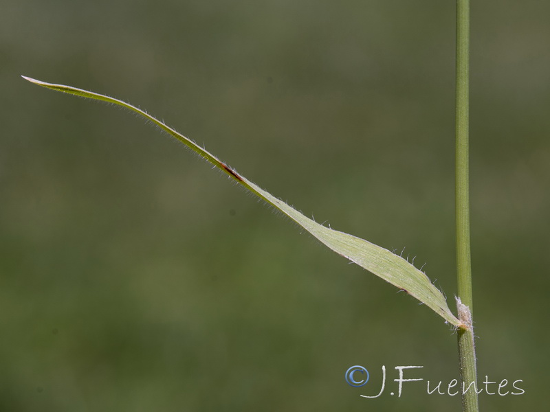 Trachynia distachya.06
