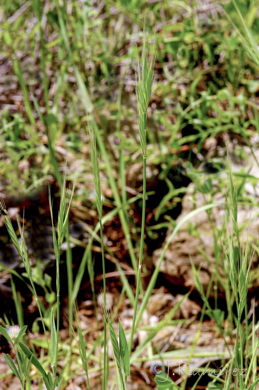 Trachynia distachya.10