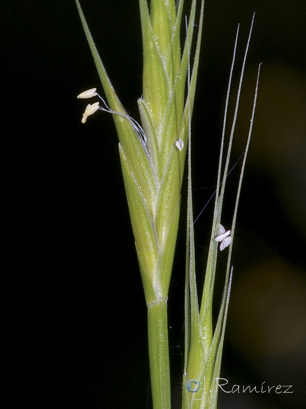 Trachynia distachya.14