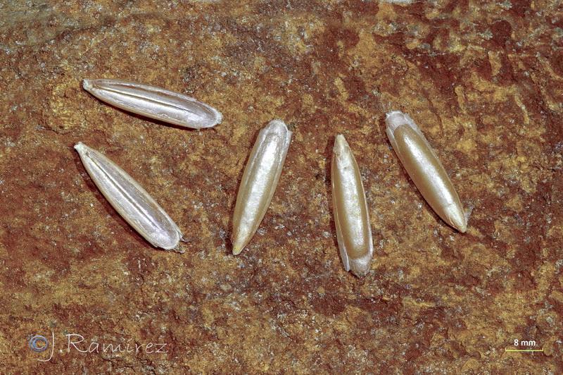 Trachynia distachya.18