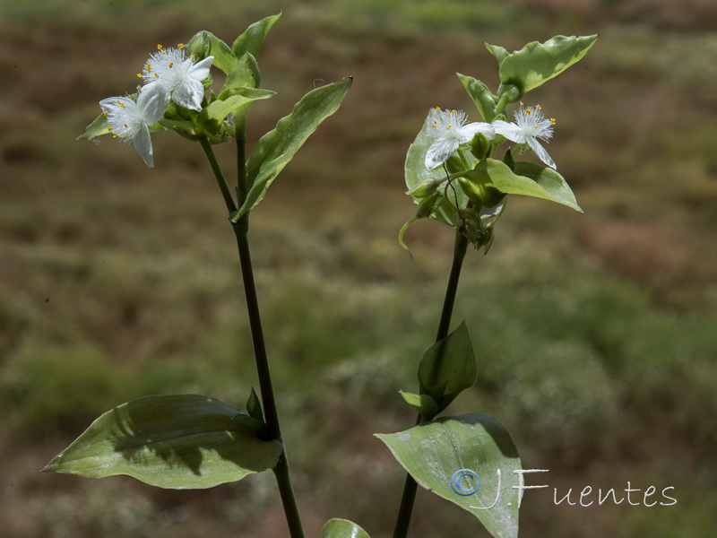 Tradescantia fluminensis.01