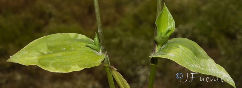 Tradescantia fluminensis.02