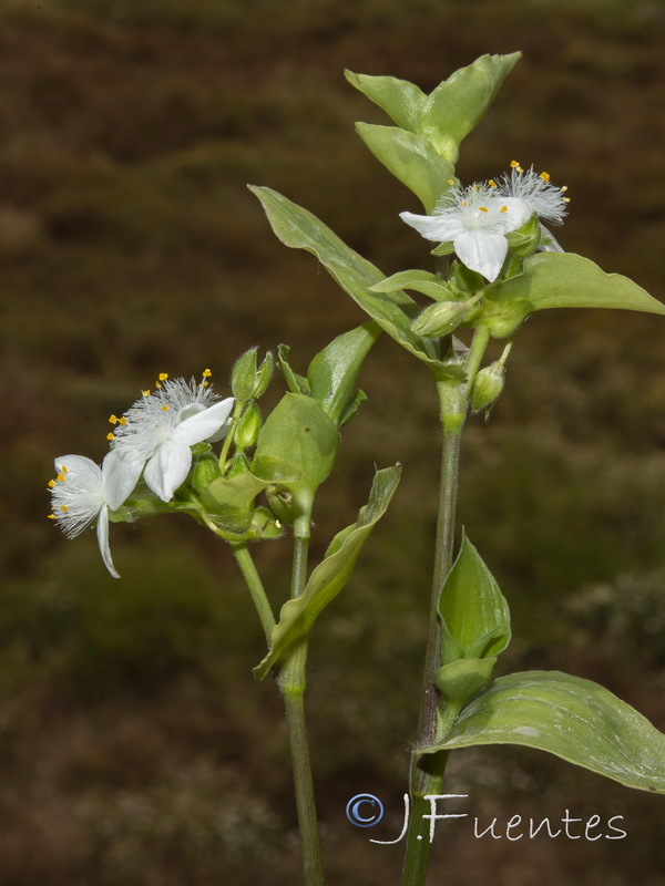 Tradescantia fluminensis.03