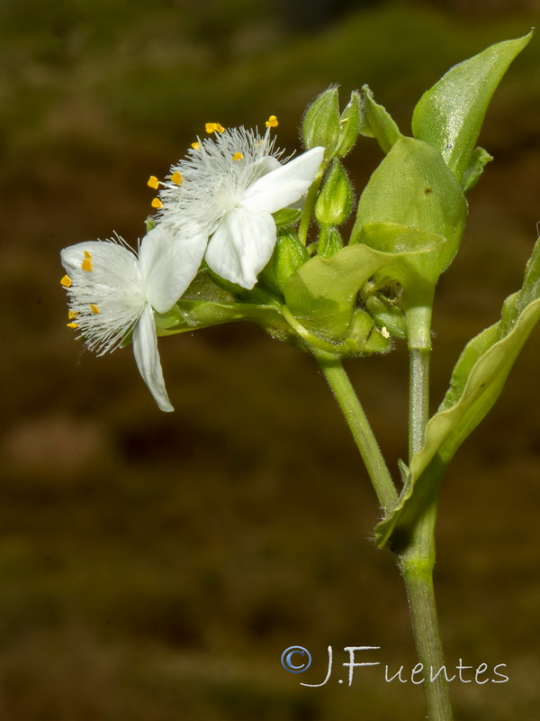 Tradescantia fluminensis.04