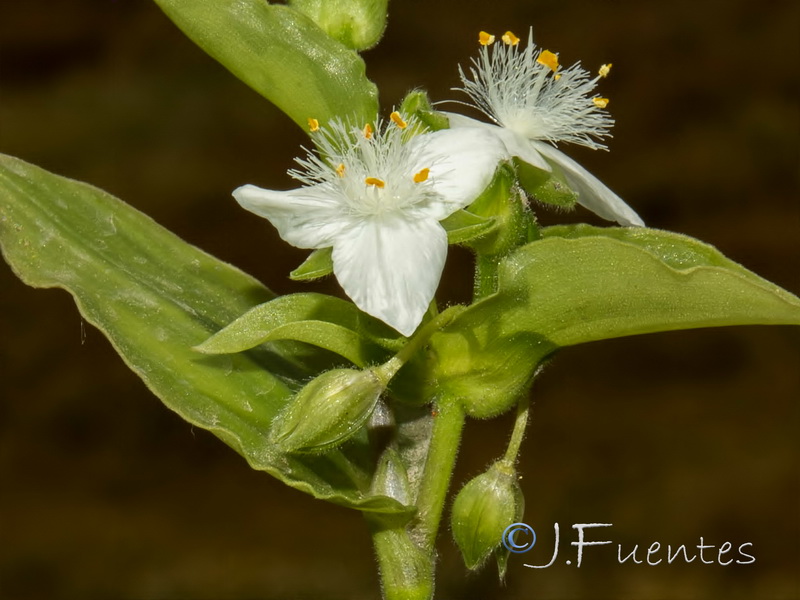 Tradescantia fluminensis.05