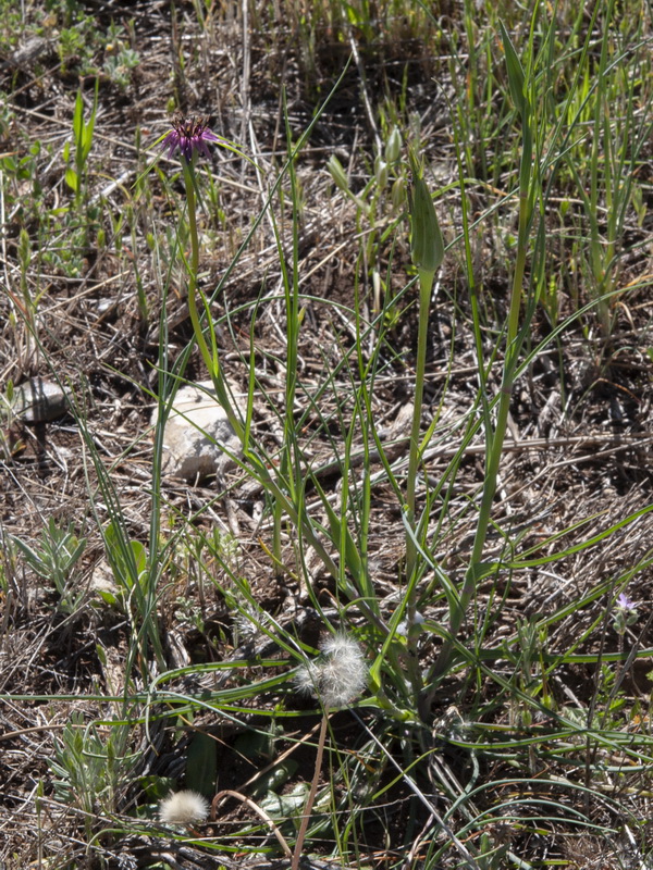 Tragopogon angustifolius.01