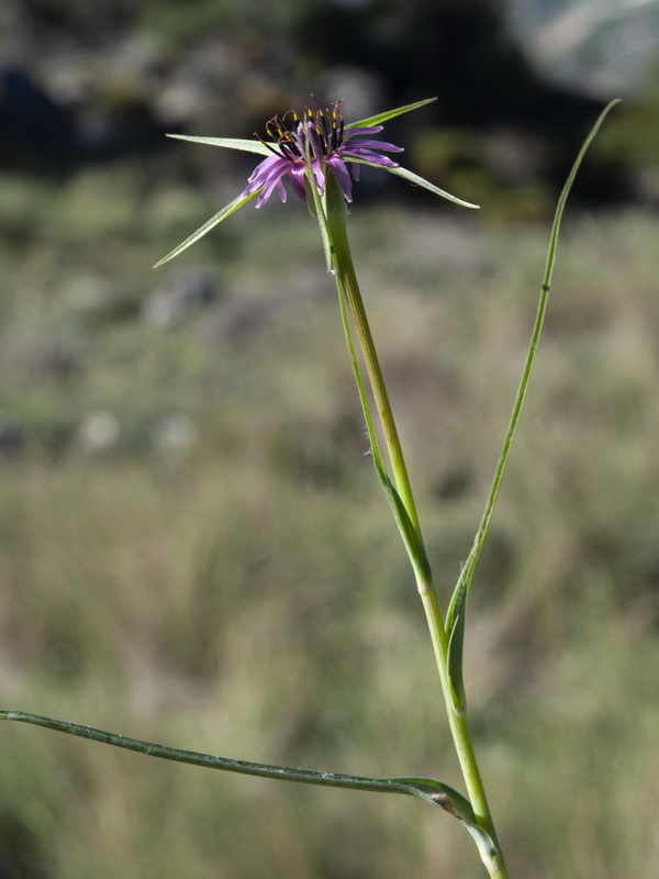 Tragopogon angustifolius.03