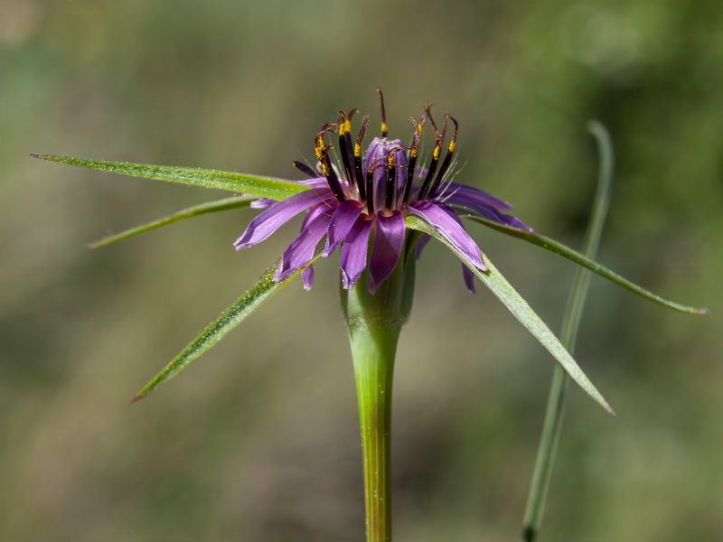 Tragopogon angustifolius.04