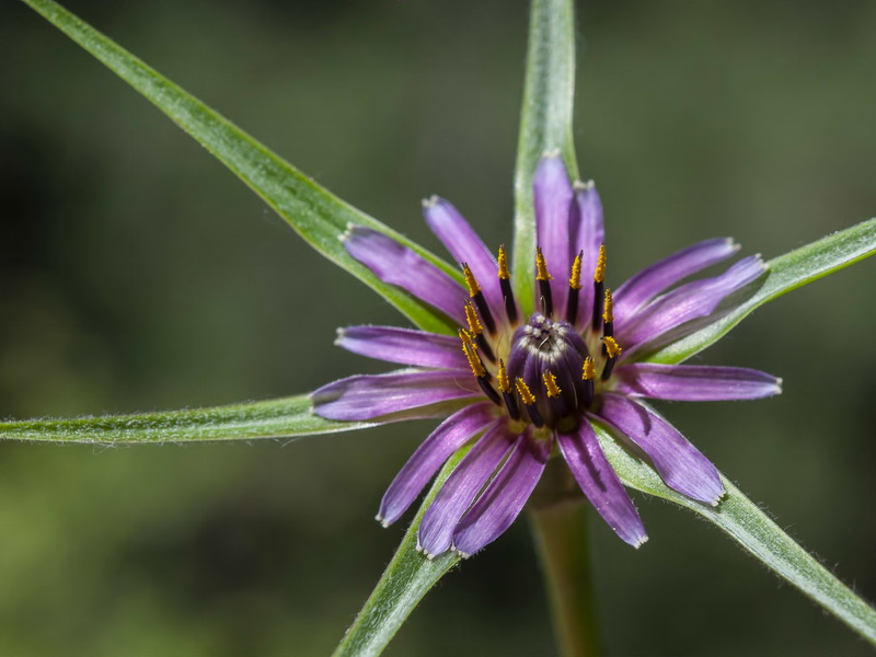 Tragopogon angustifolius.07