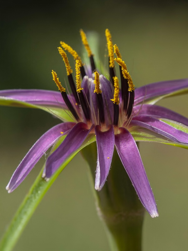 Tragopogon angustifolius.08