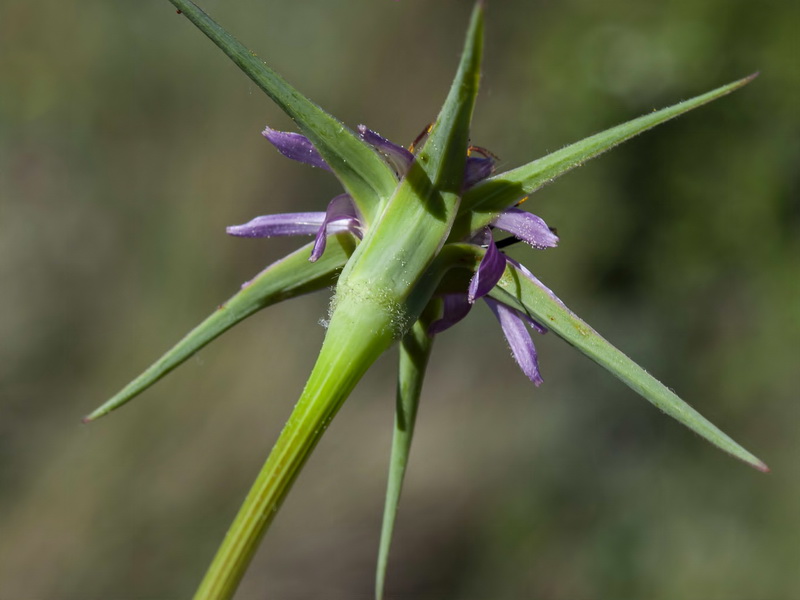 Tragopogon angustifolius.09