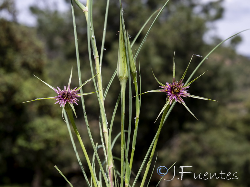 Tragopogon angustifolius.10