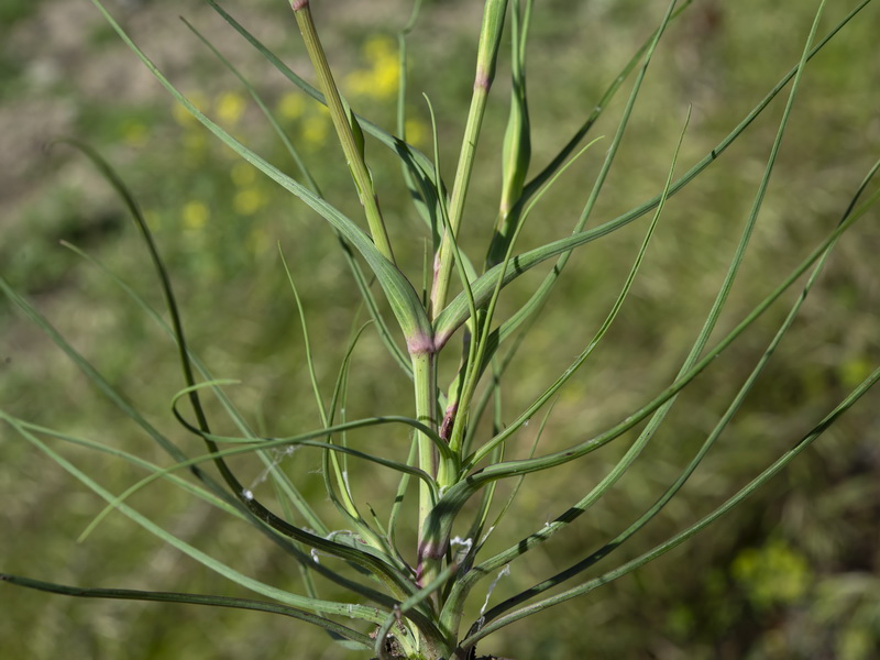 Tragopogon angustifolius.11