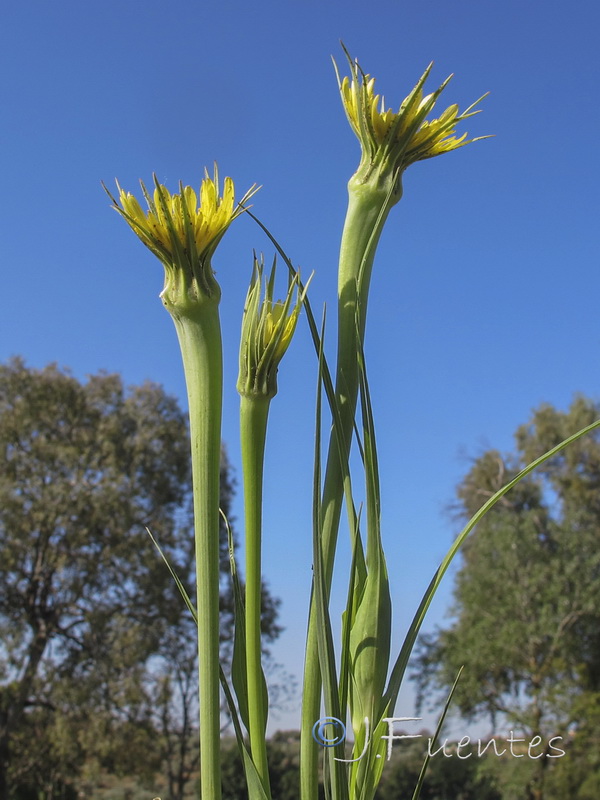 Tragopogon dubius.01