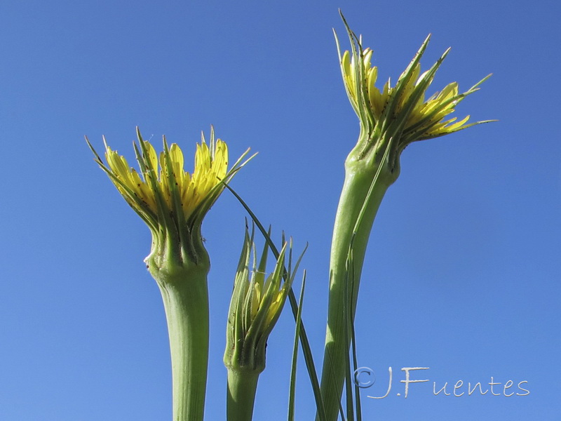 Tragopogon dubius.02