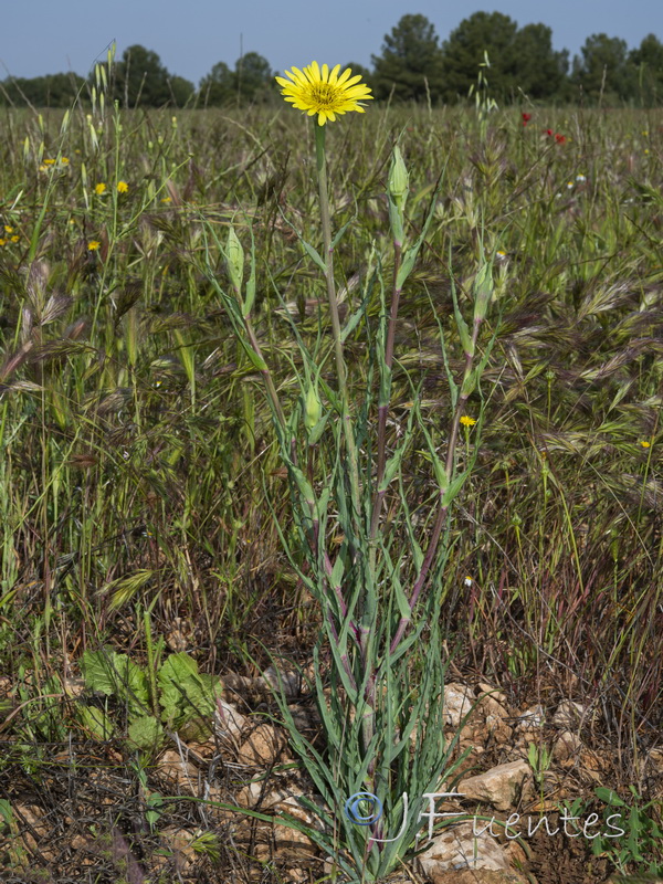 Tragopogon lainzii.01