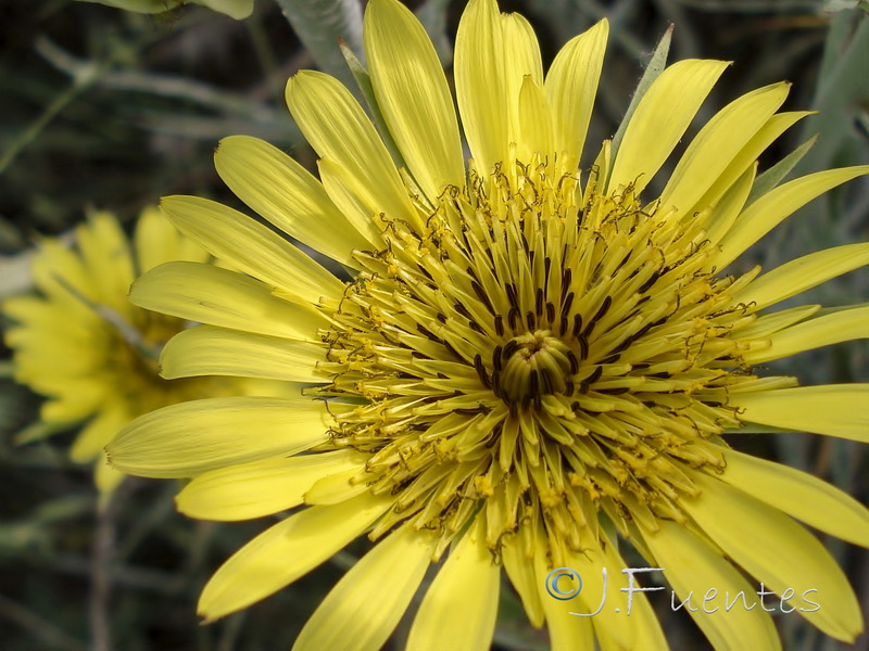 Tragopogon lainzii.05