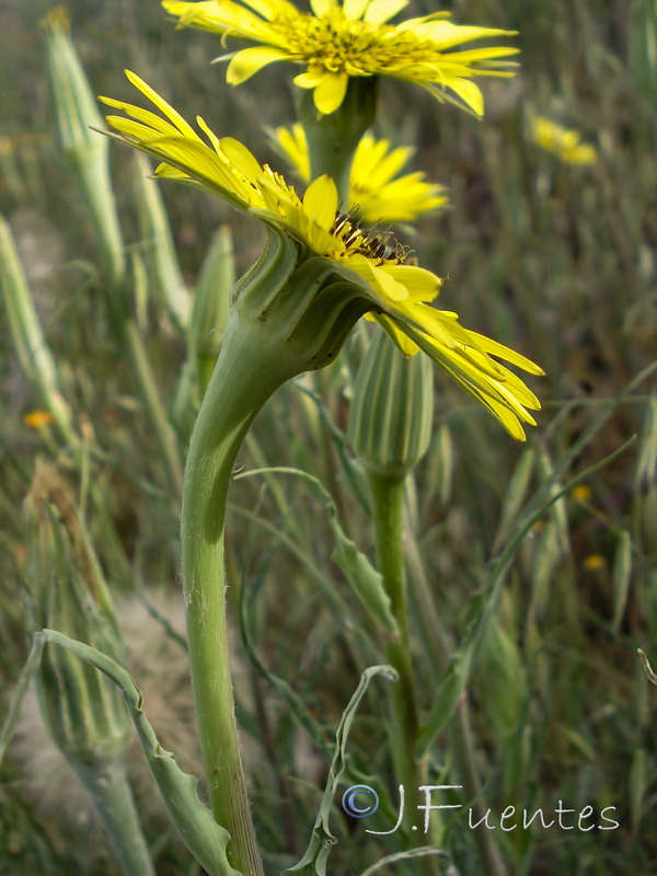 Tragopogon lainzii.06