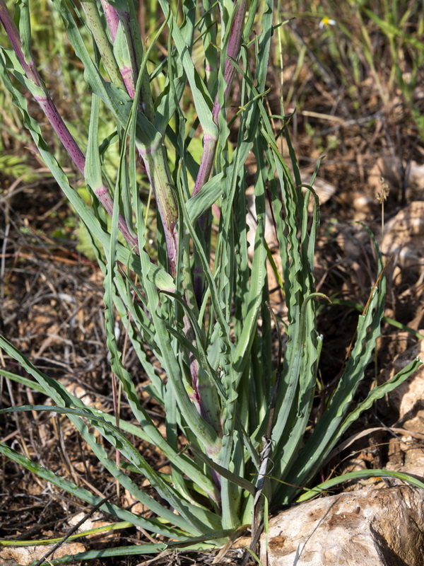 Tragopogon lainzii.08