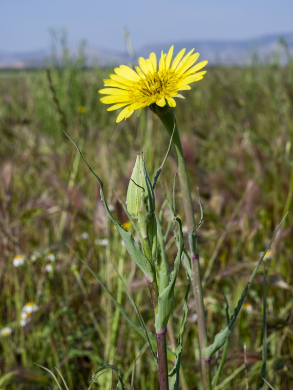 Tragopogon lainzii.09