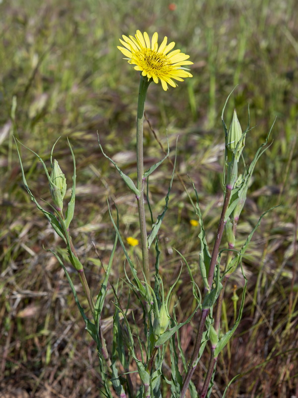 Tragopogon lainzii.10