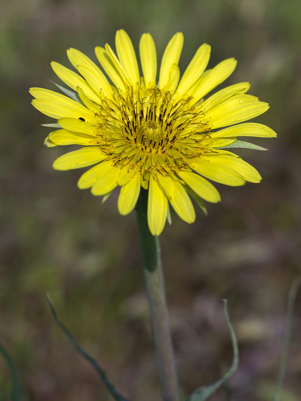 Tragopogon lainzii.11