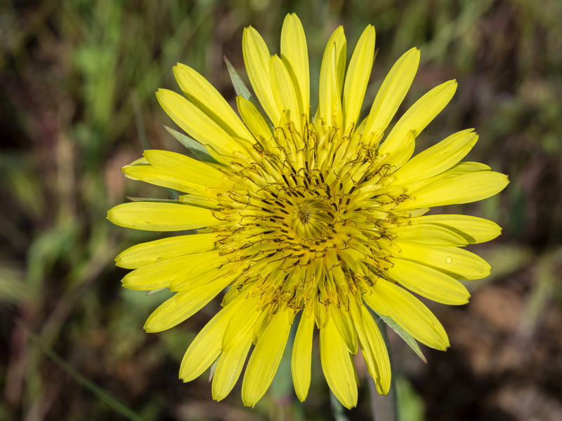 Tragopogon lainzii.12