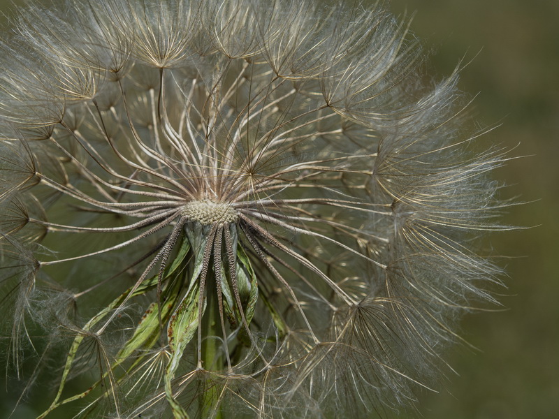 Tragopogon lainzii.13